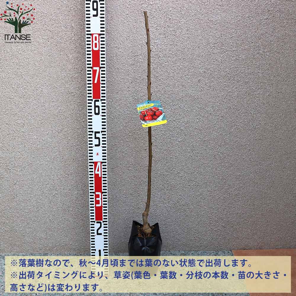 さくらんぼの苗木 アメリカンチェリー【果樹の苗木 12～15cm