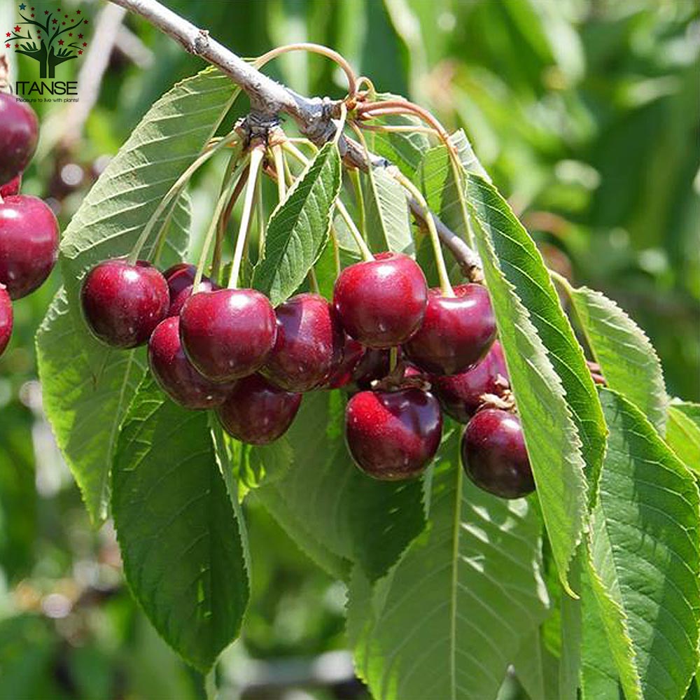 さくらんぼの苗木 アメリカンチェリー【果樹の苗木 12～15cmポット 1