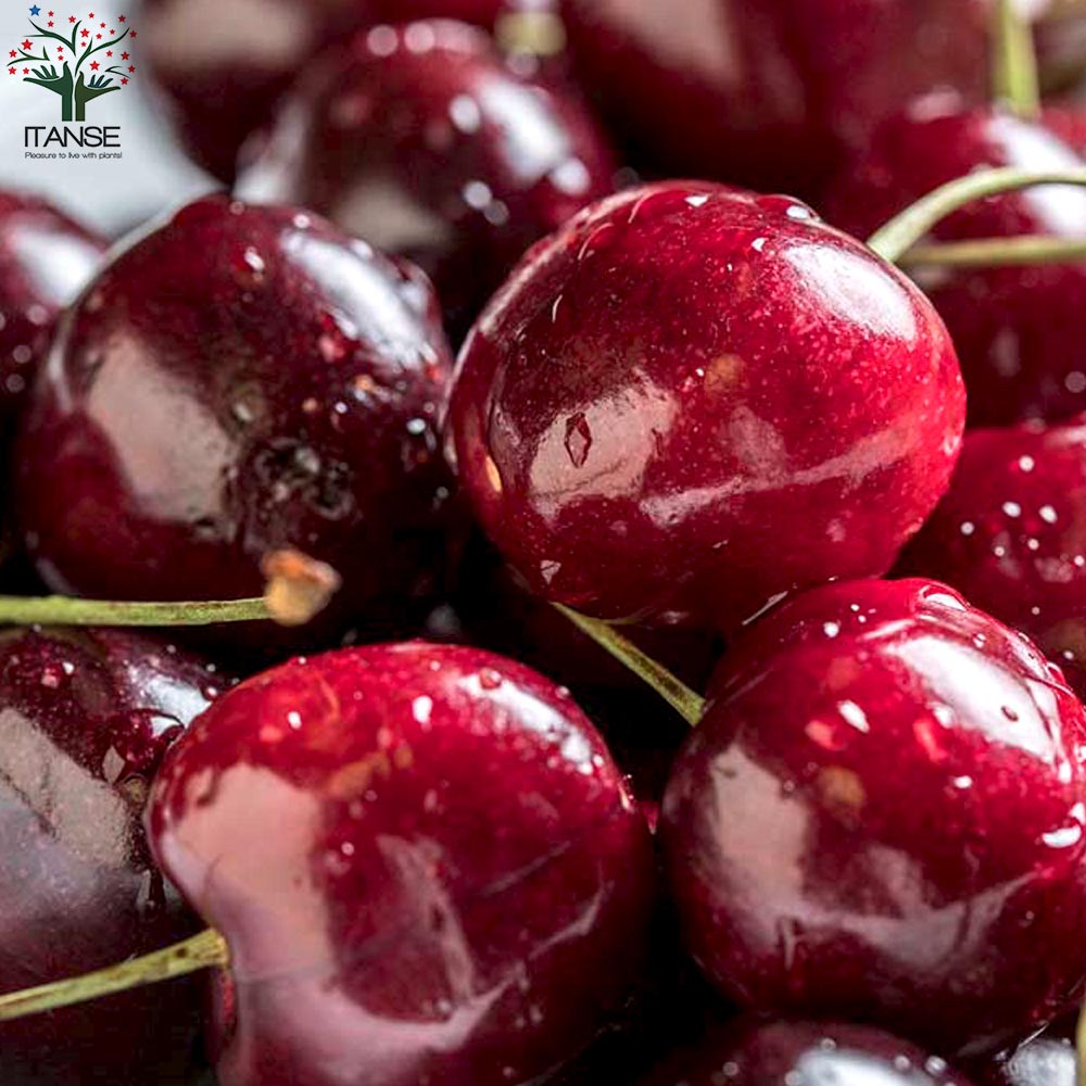 さくらんぼの苗木 アメリカンチェリー【果樹の苗木 12～15cmポット 1