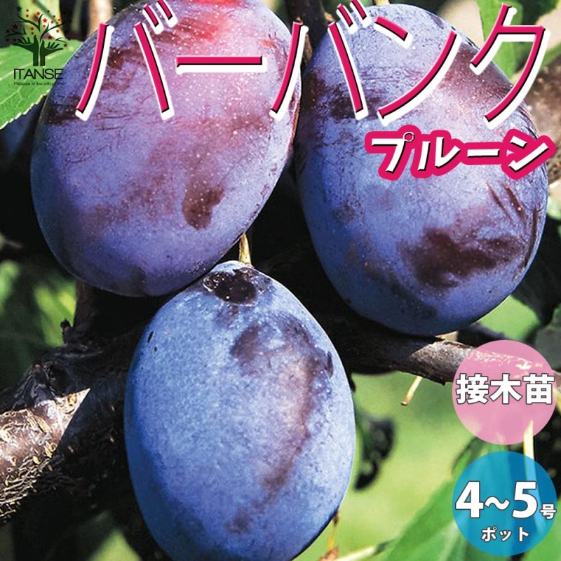 アテモヤの苗木 熱帯果樹【果樹の苗木 13.5cmセミロングPOT 接木苗／1