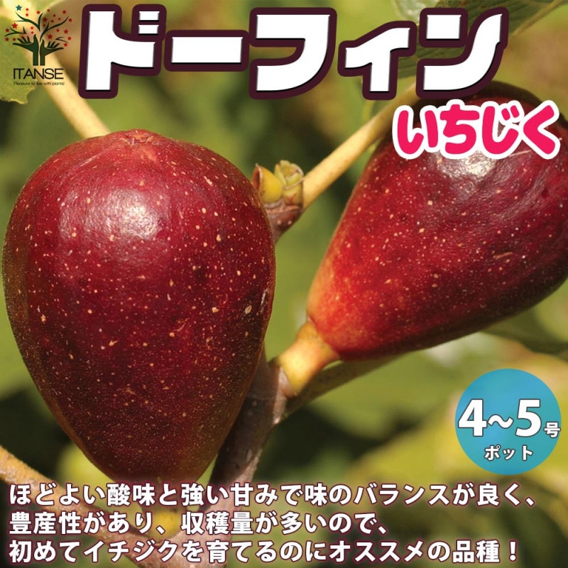 イチジクの苗木 ビオレソリエス【果樹の苗木 12～15cm／1個売り