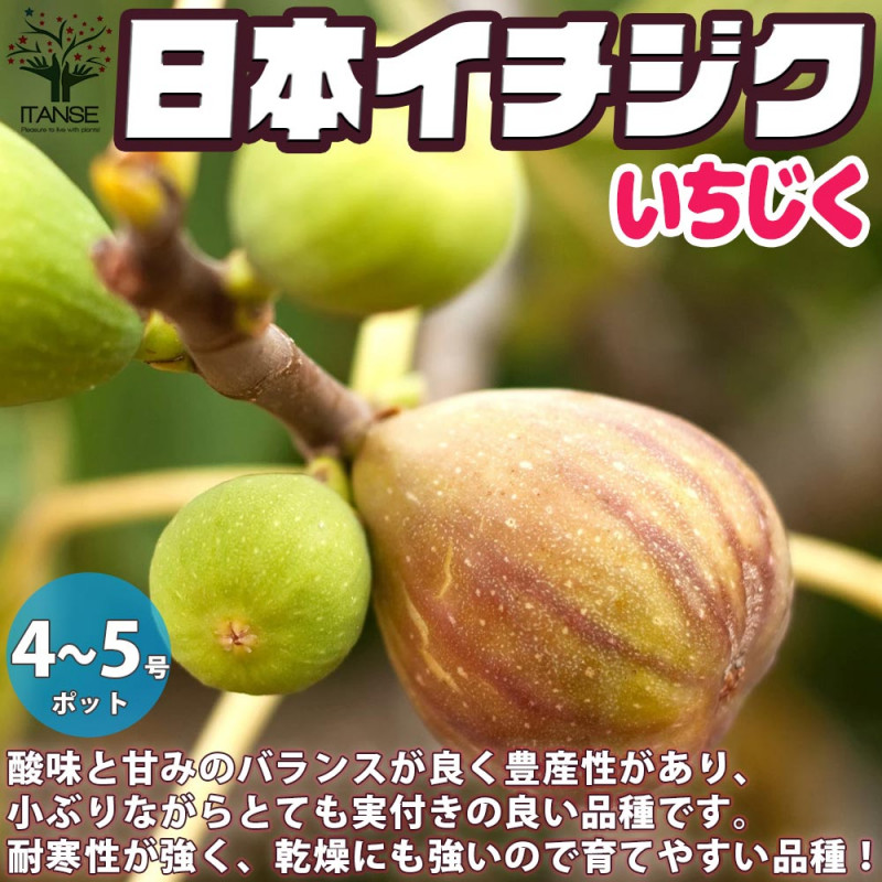 イチジク｜【植物のITANSE】全品送料無料・即出荷!
