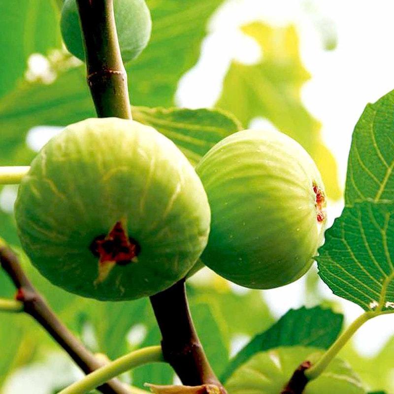 イチジク苗木　Sarga Orias 　サルガオリアス挿し木苗 イチジク苗木 Sarga Orias サルガオリアス挿し木苗 イチジク苗木 Sarga