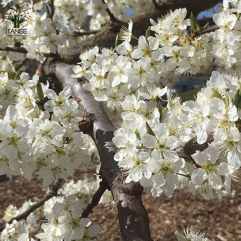 すももの苗木 ビューティ【果樹の苗木 12～15cmポット 1年生 接木苗／1