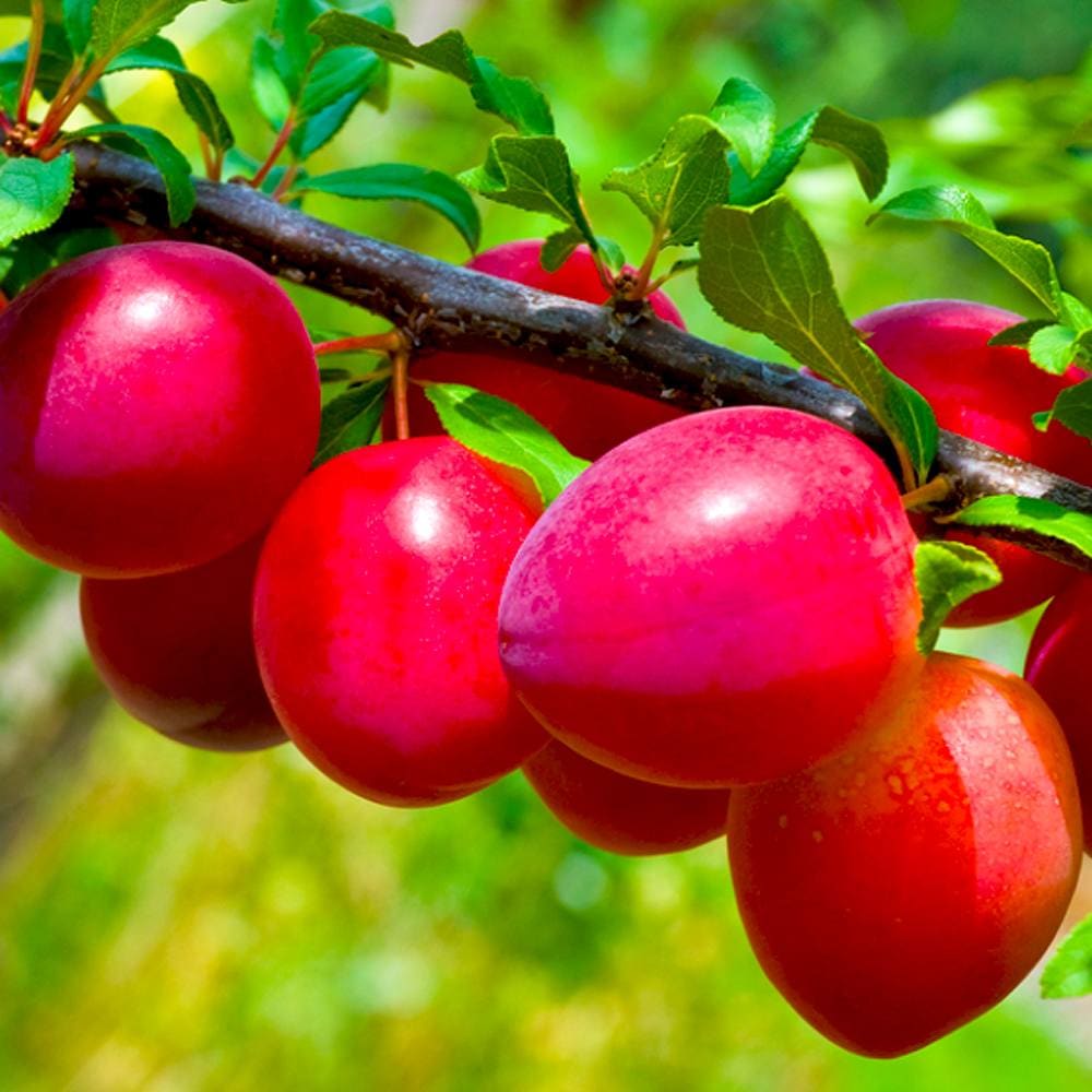 すもも／あんず｜【植物のITANSE】全品送料無料・即出荷!