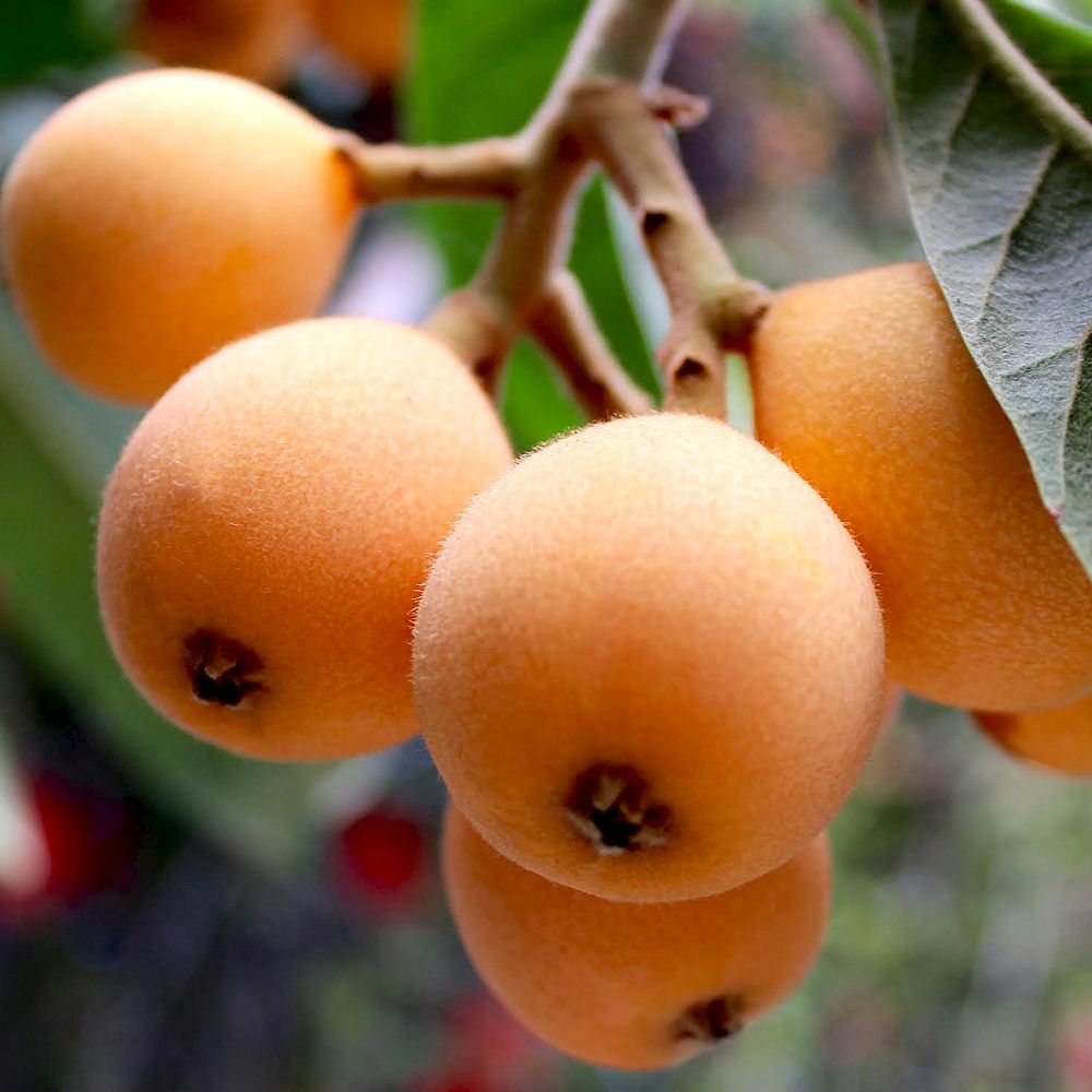 ビワの苗木 茂木【果樹の苗木 12～15cmポット 1年生 接木苗／1個売り】