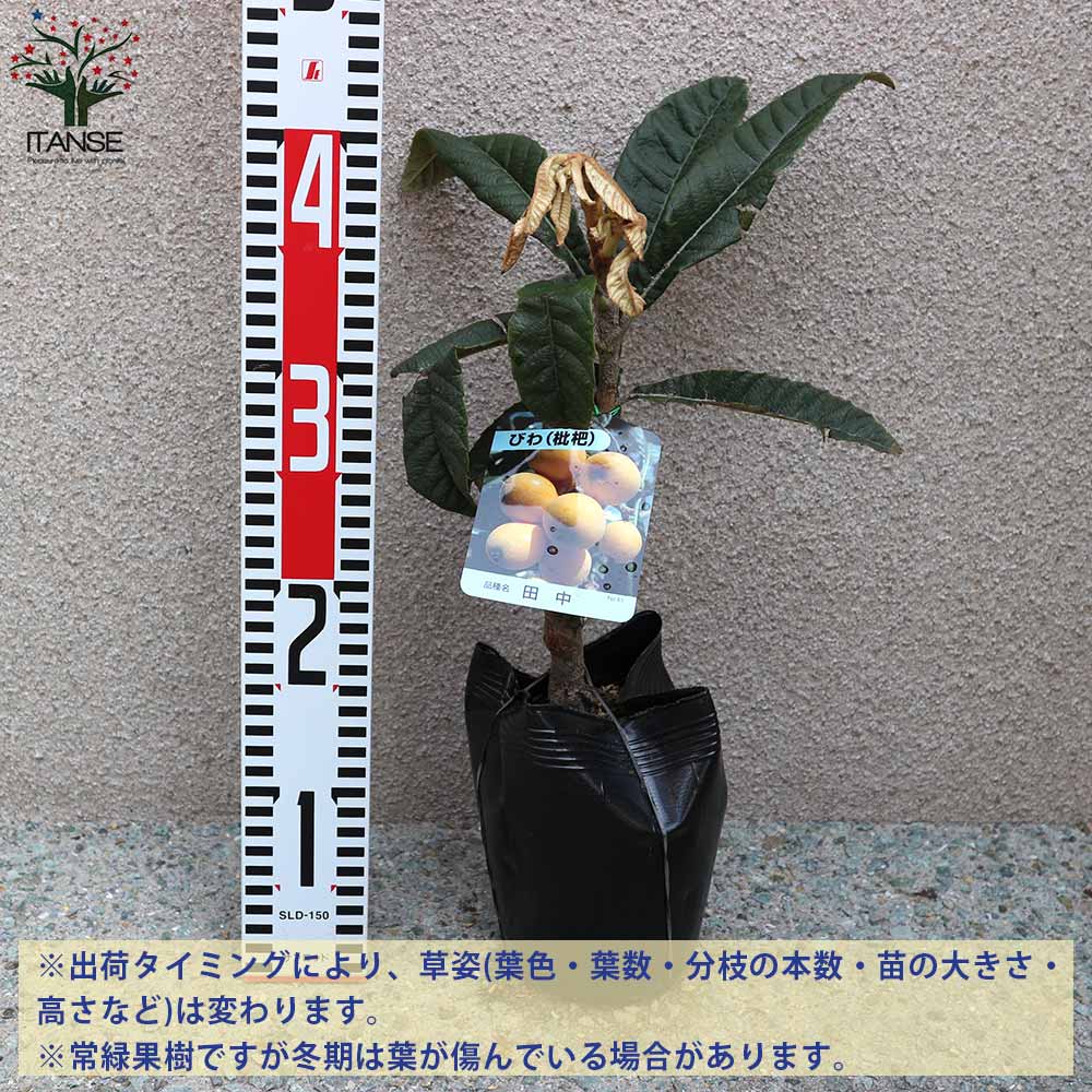ビワの苗木 田中【果樹の苗木 12~15cmポット 1年生 接木苗/1個 ビワの苗木 田中【果樹の苗木 12~15cmポット 1年生 接木苗/1個