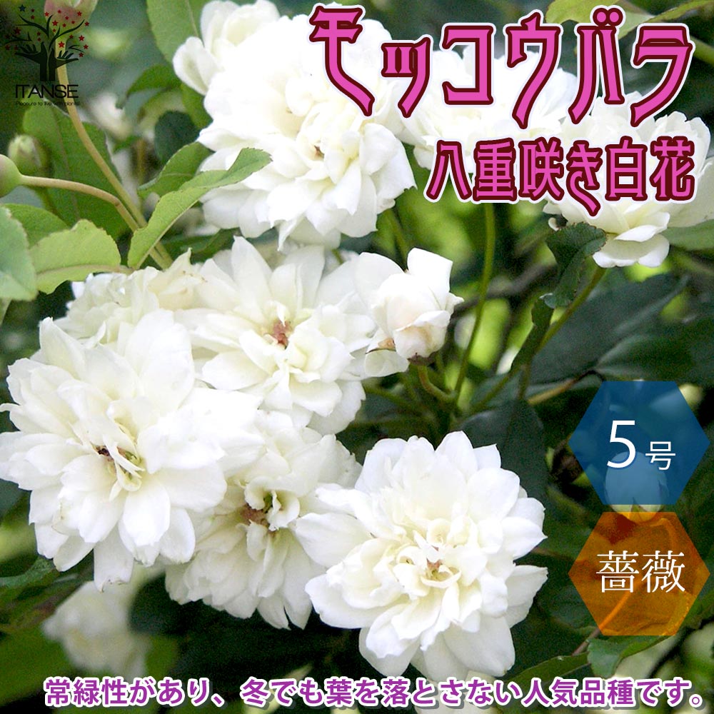 モッコウバラ 八重咲き白花の苗【花苗 5号鉢／1個売り】｜ 【植物の