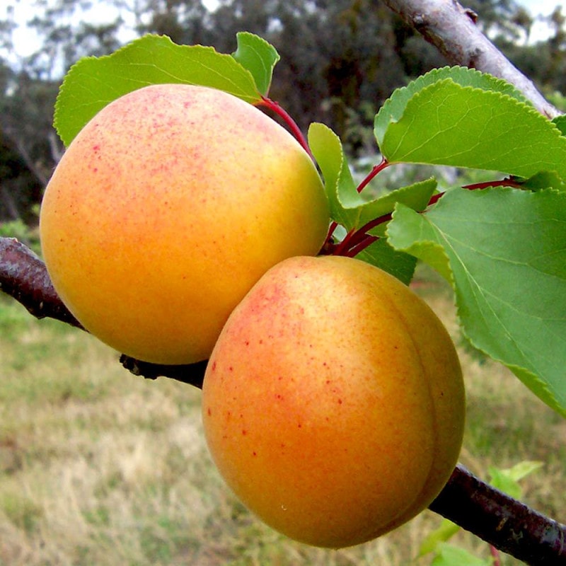 すもも／あんず｜【植物のITANSE】全品送料無料・即出荷!