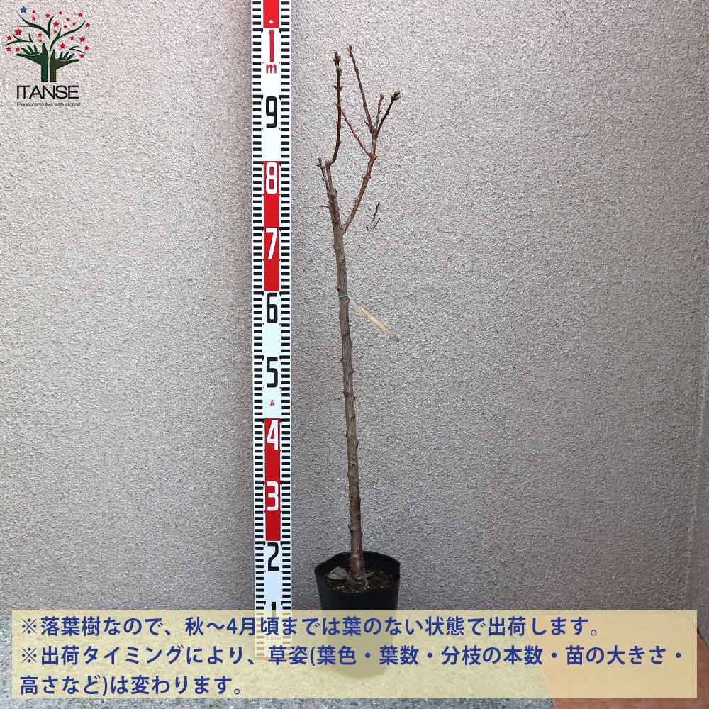 あんずの苗木 新潟大実【果樹の苗木 12～15cmポット 1年生 接木苗／1個