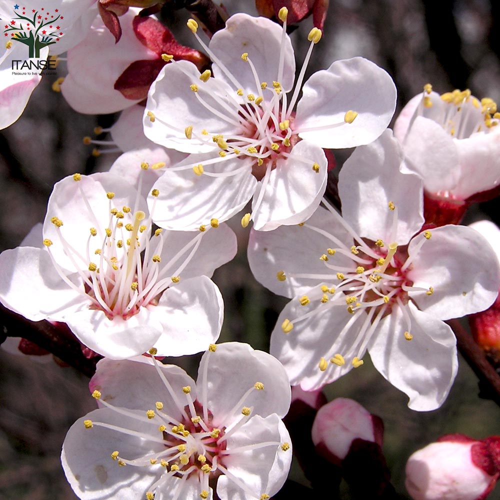 ITANSE良品セレクト通販