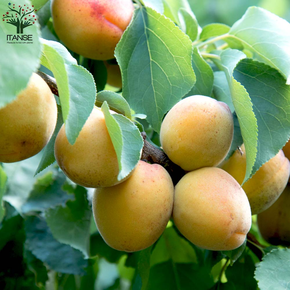 あんずの苗木 新潟大実【果樹の苗木 12～15cmポット 1年生 接木苗／1個