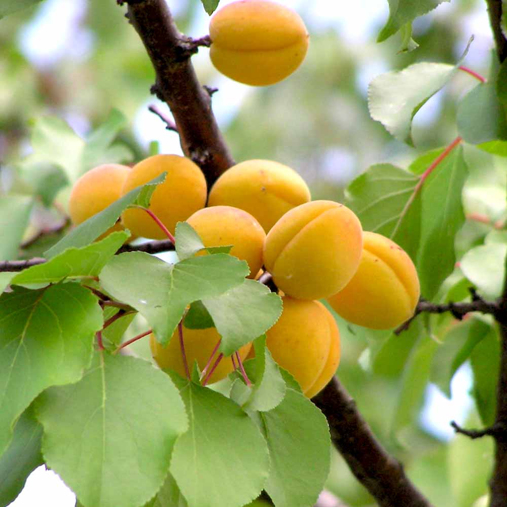あんずすもも 果樹の苗:モモ（桃） スモモ（李） アンズ（杏）など | 商品一覧