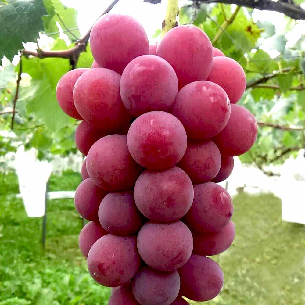 ぶどうの苗 紅伊豆【果樹の苗木 12～15cmポット 1年生 挿木苗／1個売り】
