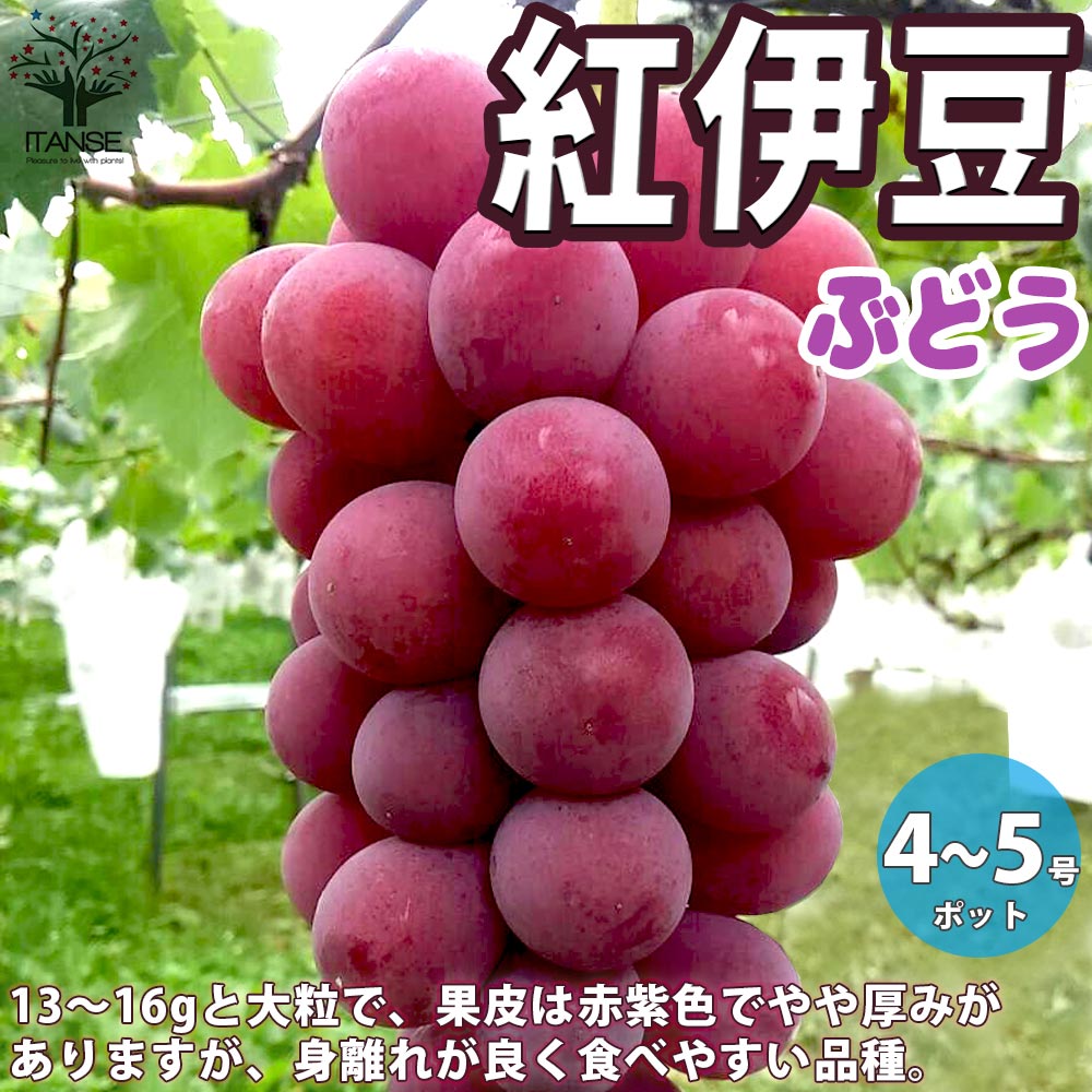 ぶどうの苗 紅伊豆【果樹の苗木 12～15cmポット 1年生 挿木苗／1個売り】