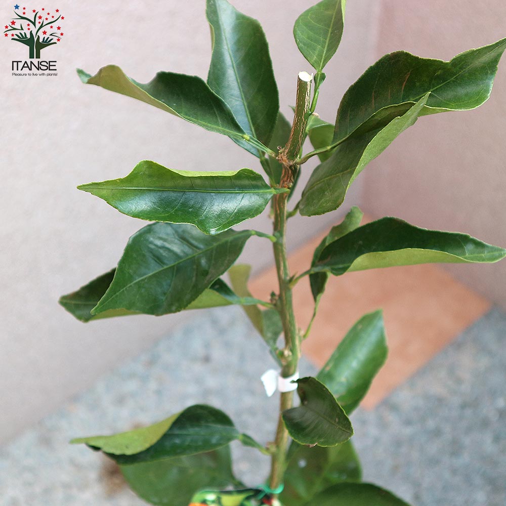 みかんの苗木 はるみ【果樹の苗木 12～15cmポット 1年生 接木苗／1個