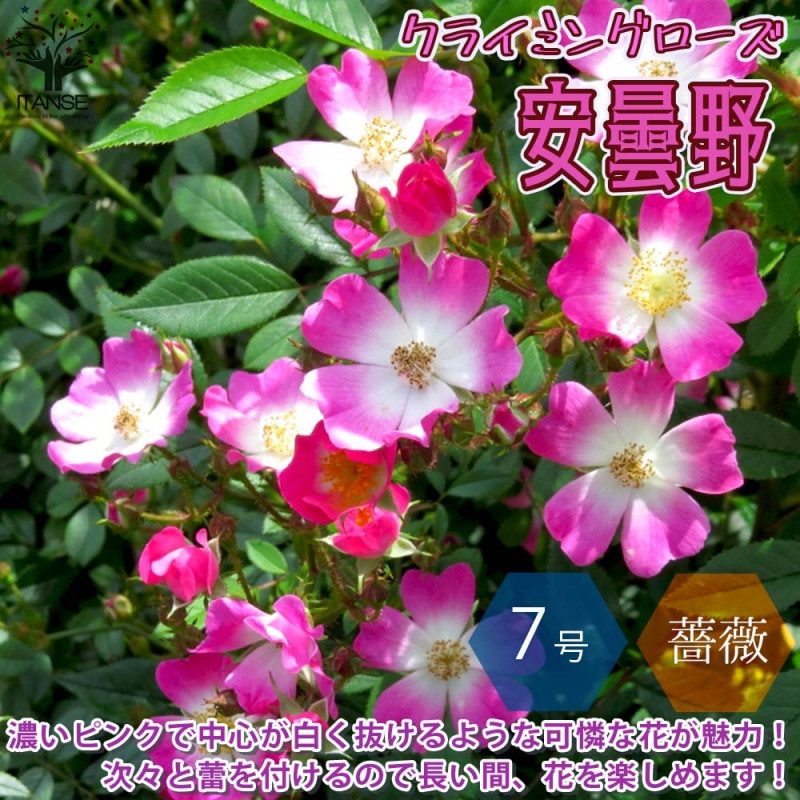 薔薇の苗木 チュチュ・オプティマ ミニバラ【花苗 4号鉢】｜ 【植物の
