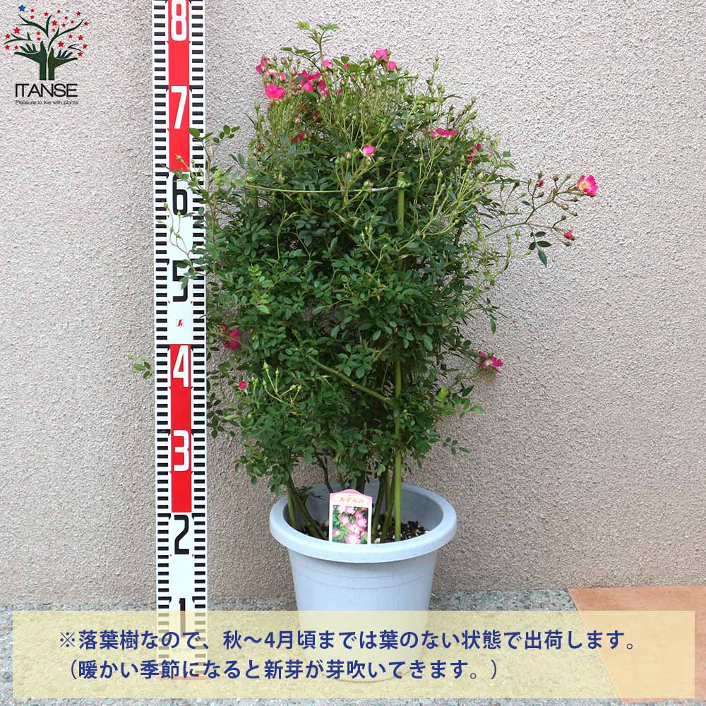 薔薇 つるバラ 安曇野(アズミノ)【花苗 7号鉢 大苗 アンドン仕立／1個