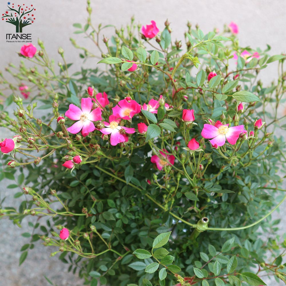 薔薇 つるバラ 安曇野(アズミノ)【花苗 7号鉢 大苗 アンドン仕立／1個