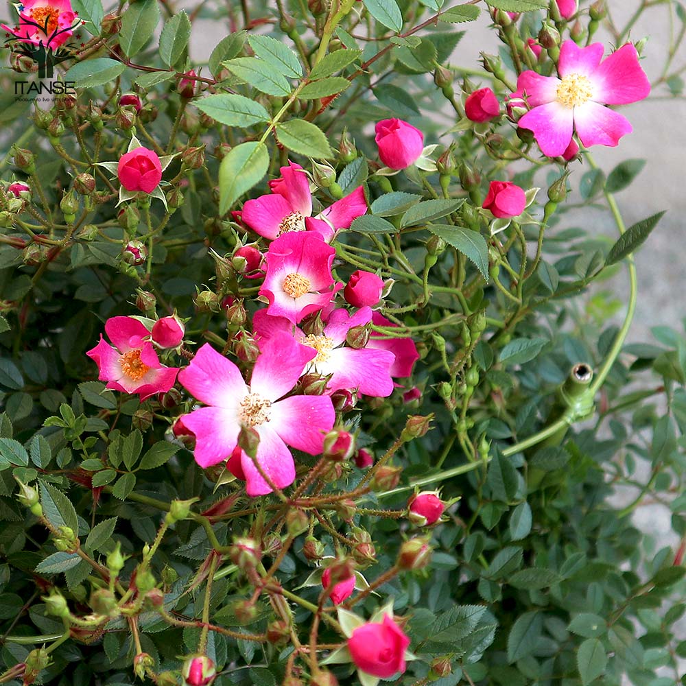 【バラ売り不可】Apartamento #04 #05 #06 未開封あり プライズ情報：初音ミク ぬーどるストッパーフィギュア Flower Fairyー