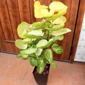 ポリシャス スーパームーン【観葉植物 中型 7号プラスチック鉢／1個売り】|観葉植物