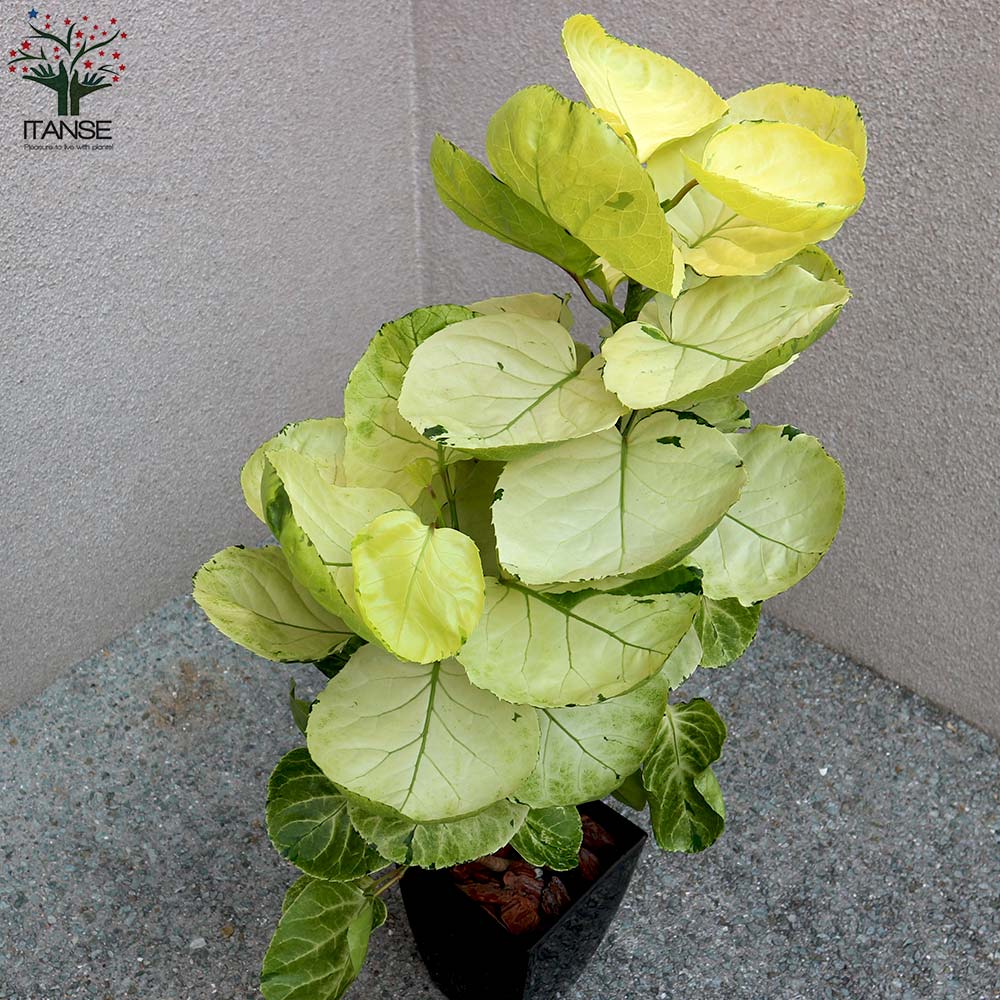 その他観葉植物 / 観葉植物 幸福の木 7寸角高陶器 鉢の色は選べる2色 白or黒