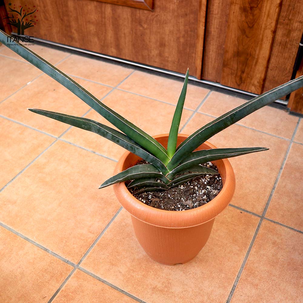 グレビリア ロブスター 15ポット グレビレア「ロブスタ」6号送料込み