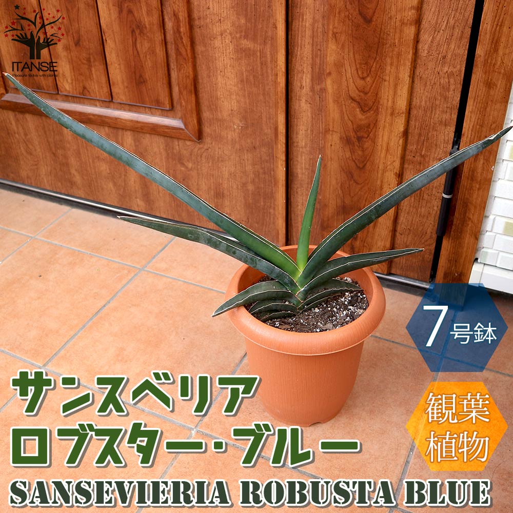 希少 大サイズ 美品 サンスベリア ロブスタ 斑入り バリエガータ 希少 大サイズ 美品 サンスベリア ロブスタ 斑入り バリエガータ