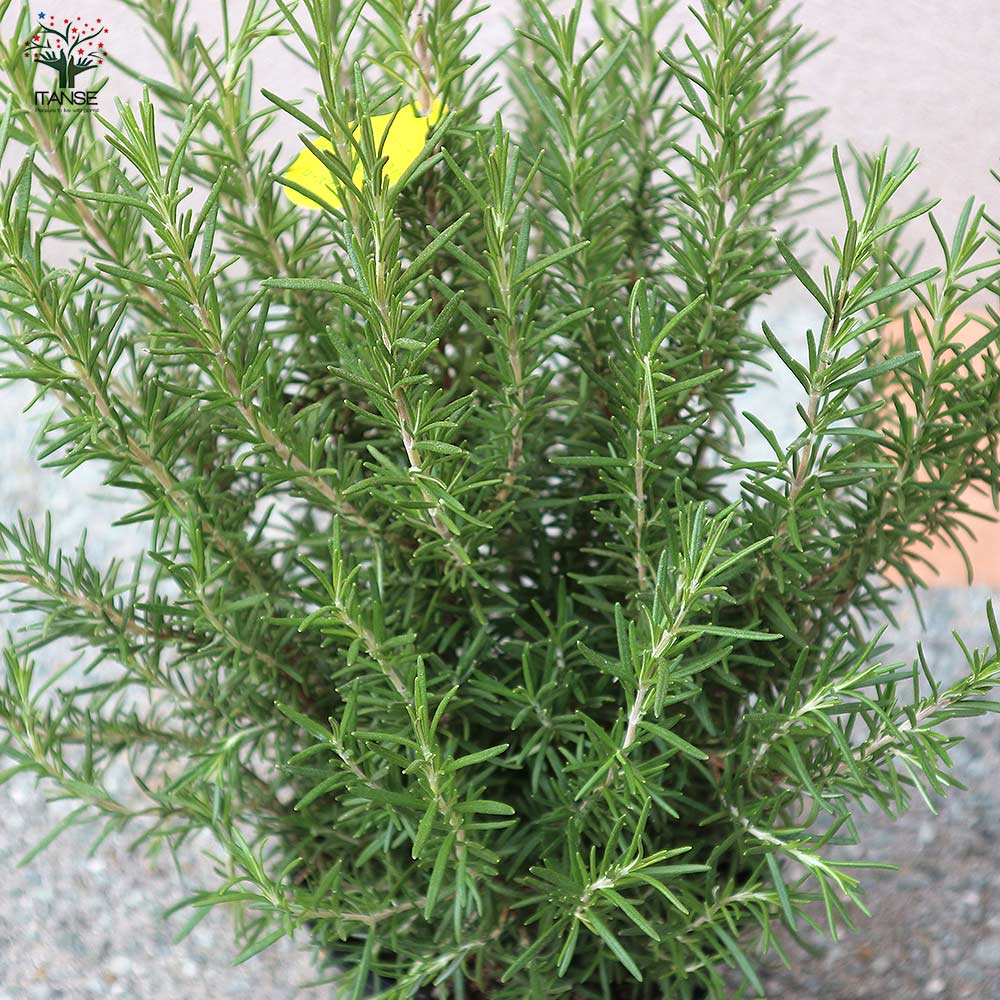 ローズマリーの苗 マリンブルー【ハーブの苗 6号プラスチック鉢(黒鉢6