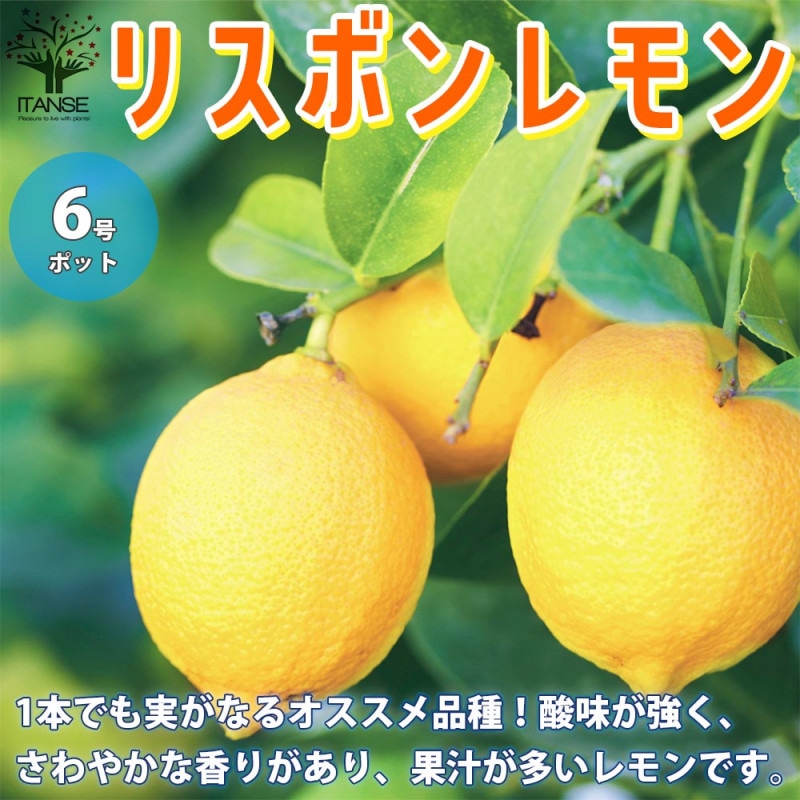 レモンの苗木 リスボン【果樹の苗木 15cm 1～2年生 接木苗／1個売り