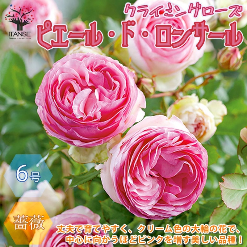 ピエールドゥロンサール”クライミングローズ 新苗 薔薇【花苗 4号