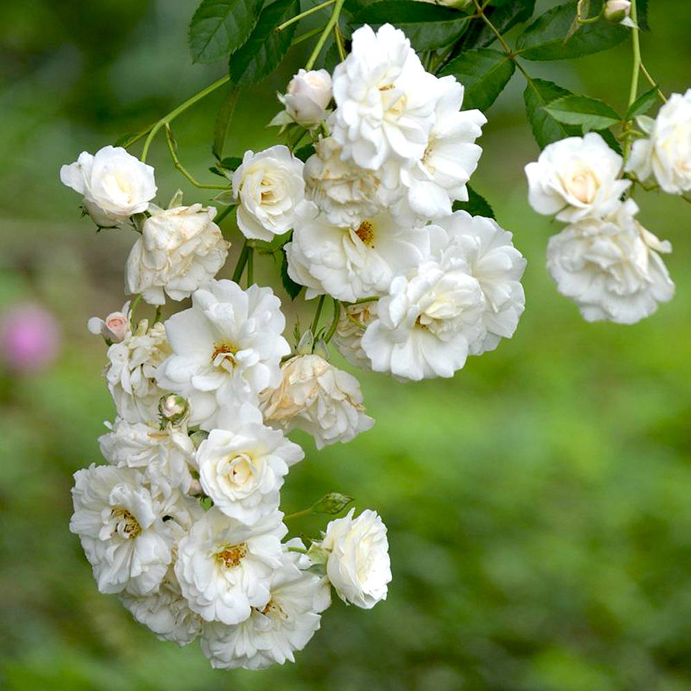 薔薇 つるバラ プロスペリティ ハイブリッドムスク【花苗 6号ポット／1個売り】