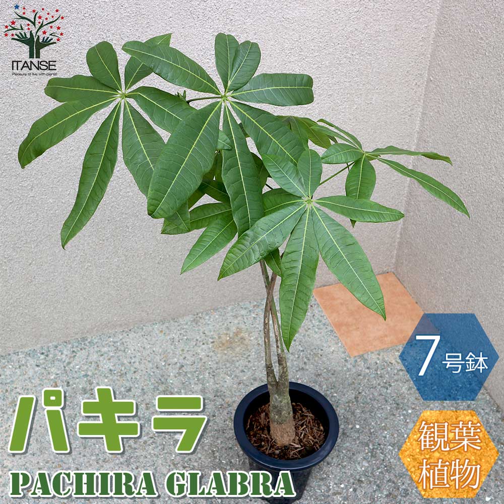 パキラ 1本～2本立ち 【観葉植物 Mサイズ 7号プラスチック鉢／1個売り】
