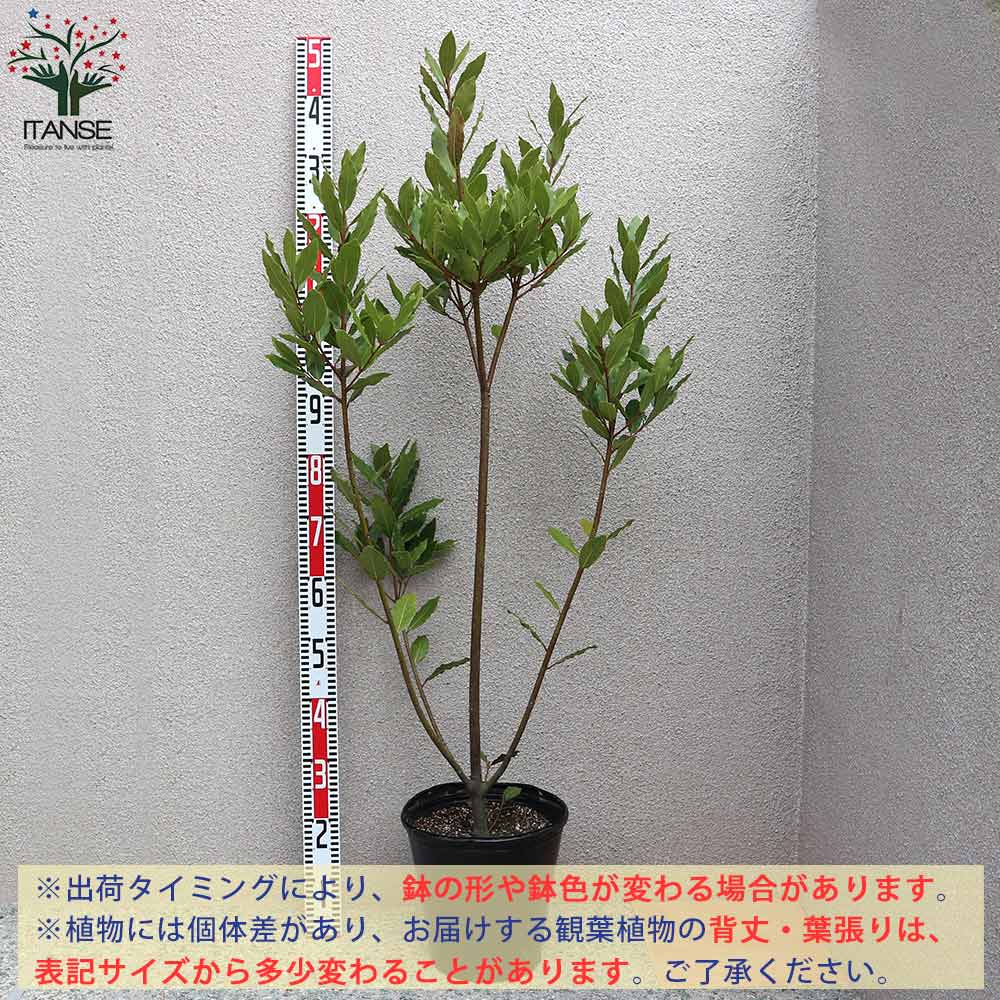 月桂樹 (ゲッケイジュ) ローリエ ポット苗なので年中植付け可能【観葉
