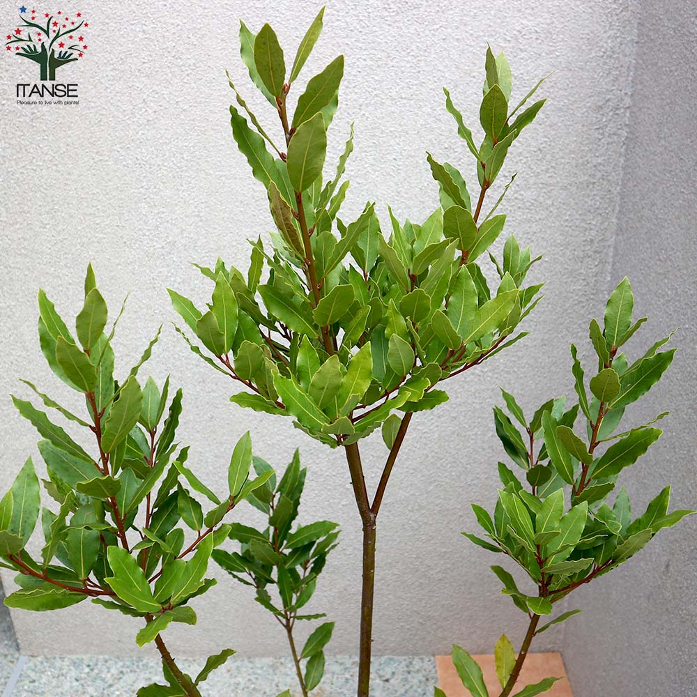 月桂樹 (ゲッケイジュ) ローリエ ポット苗なので年中植付け可能