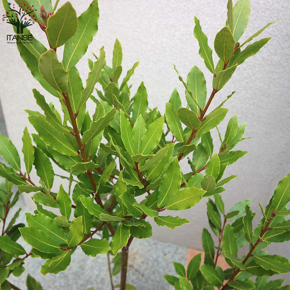 月桂樹 (ゲッケイジュ) ローリエ ポット苗なので年中植付け可能
