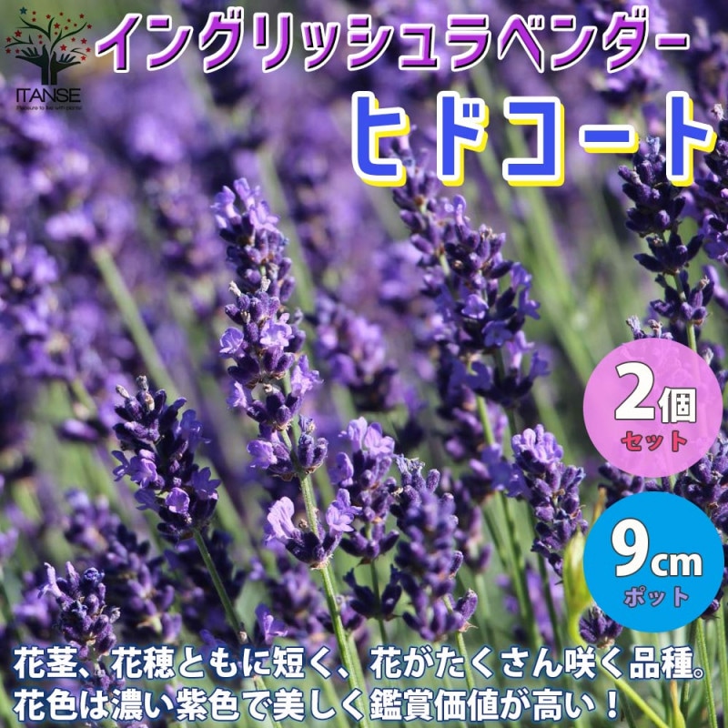 フレンチラベンダー ザ・プリンセス ラベンダー【ハーブの苗 5号鉢／1