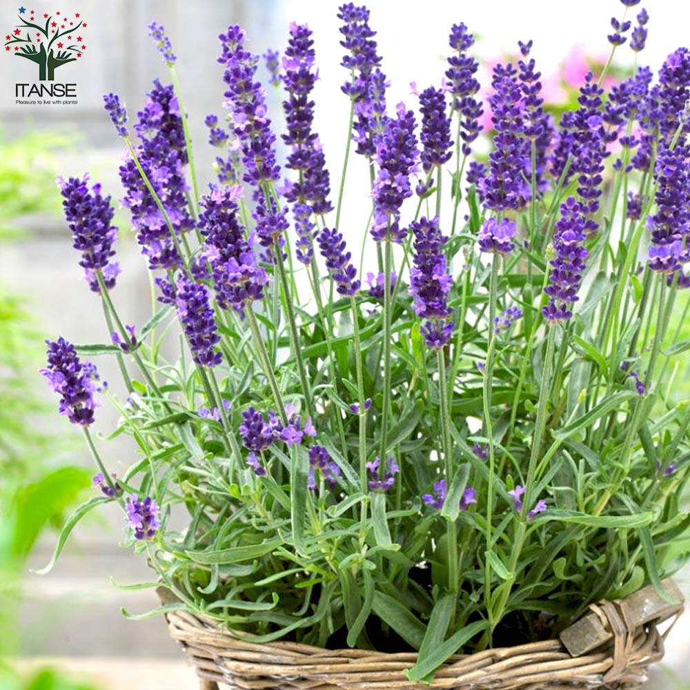 ラベンダー イングリッシュヒドコート (濃い紫色の花)【ハーブの苗 9cm