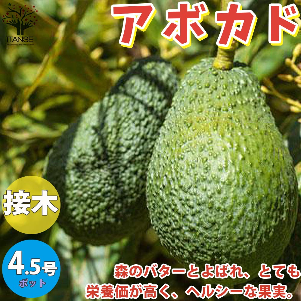 アボカド｜【植物のITANSE】全品送料無料・即出荷!