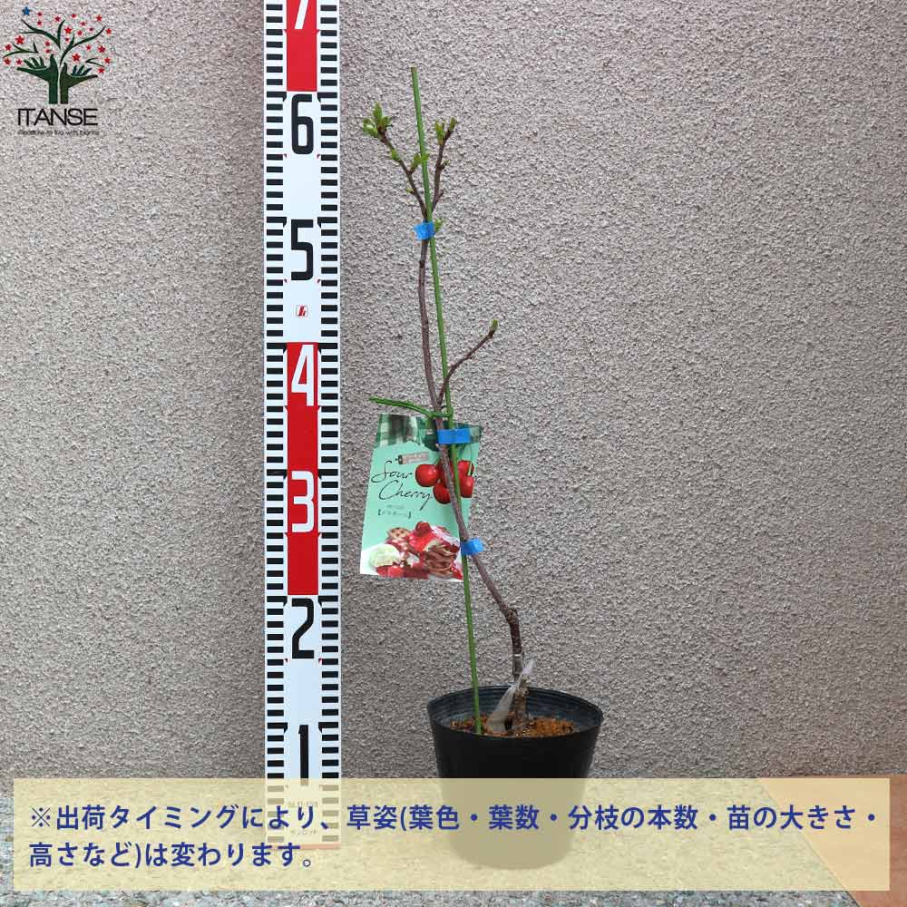 サワーチェリーの苗木 メテオール【果樹の苗木 4.5号 接木苗／1個売り