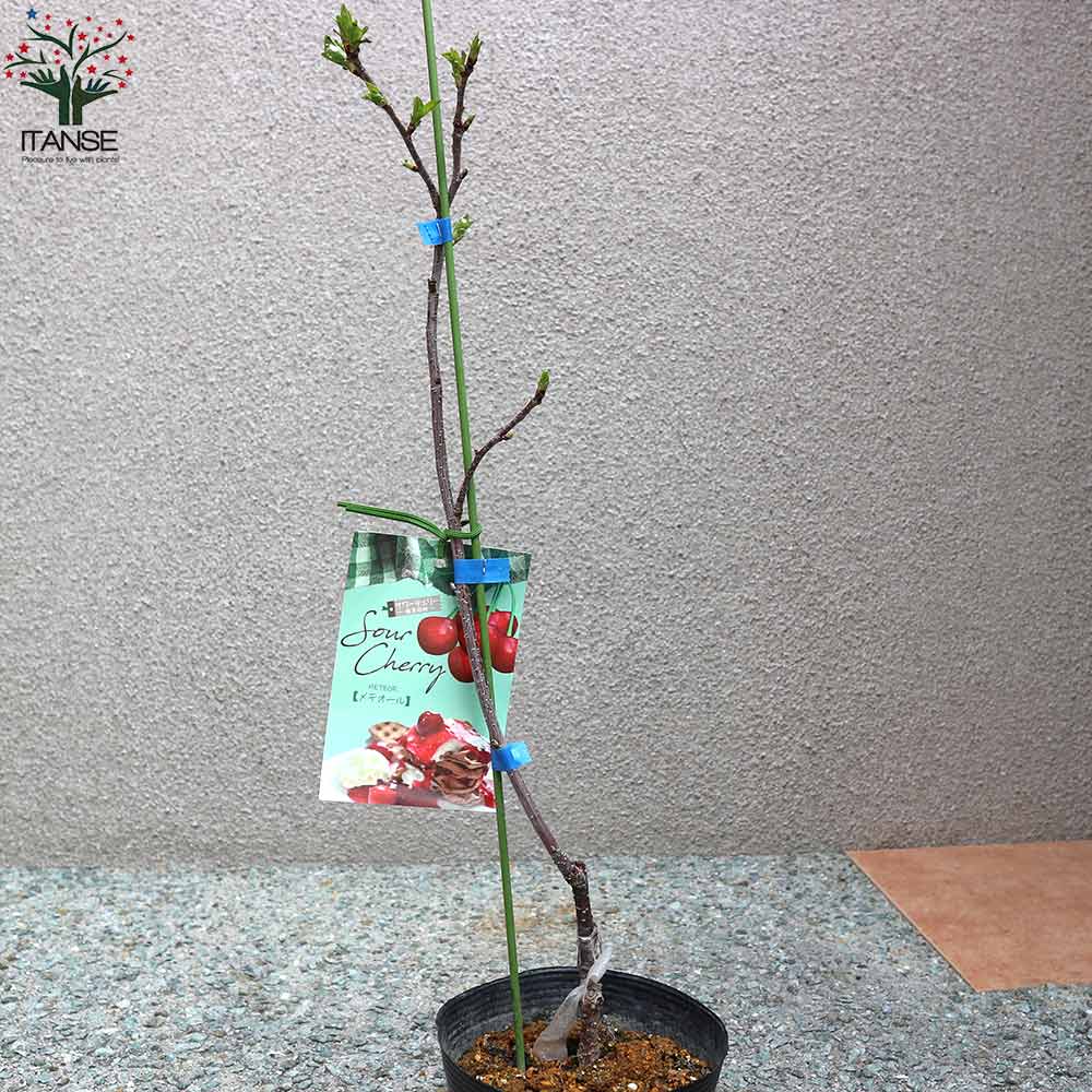 サワーチェリーの苗木 メテオール【果樹の苗木 4.5号 接木苗／1個売り