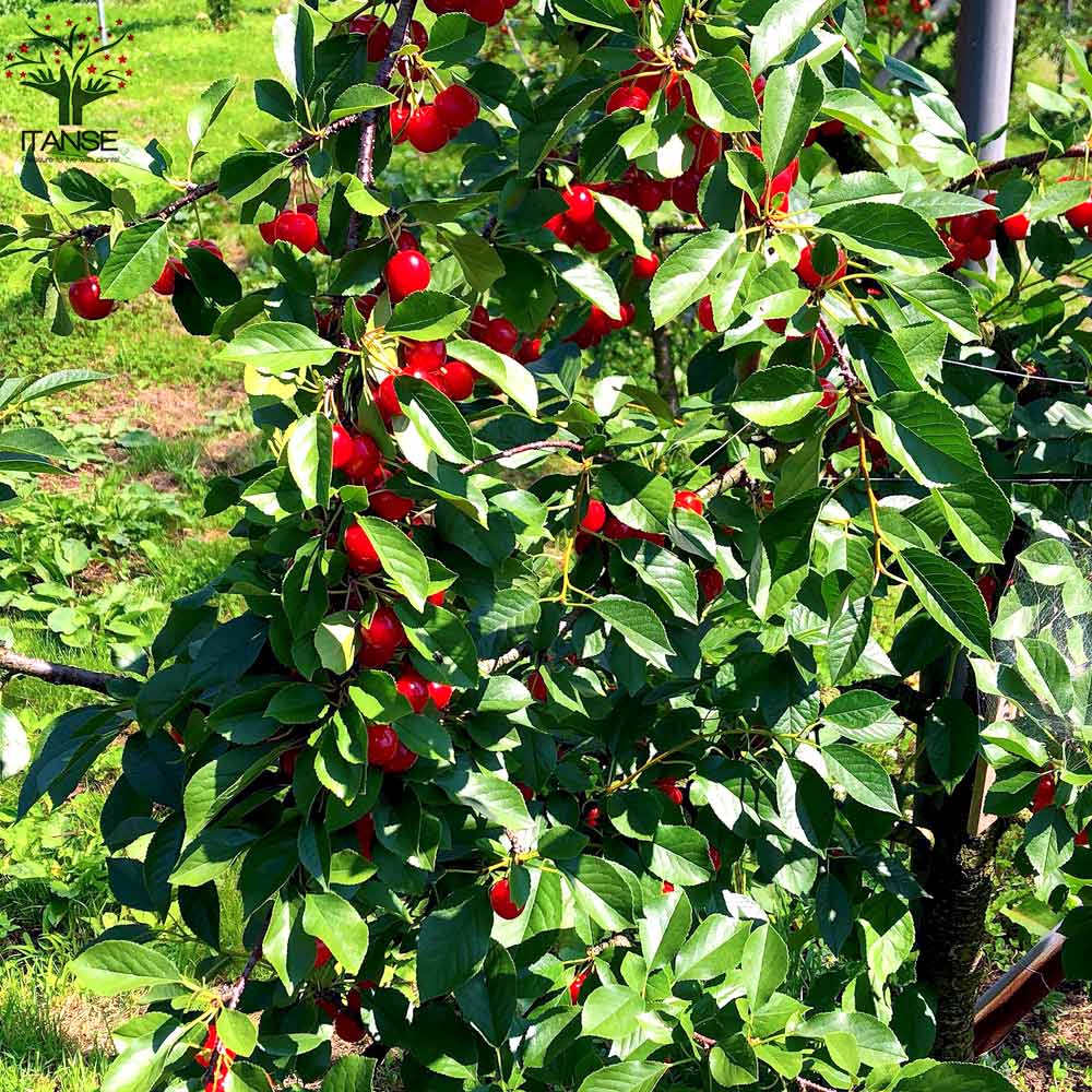 サワーチェリーの苗木 メテオール【果樹の苗木 4.5号 接木苗／1個売り