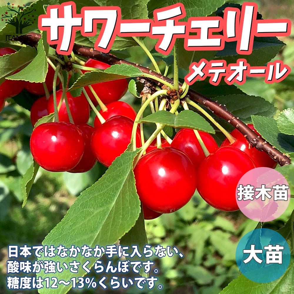 Itanse良品ｾﾚｸﾄ通販