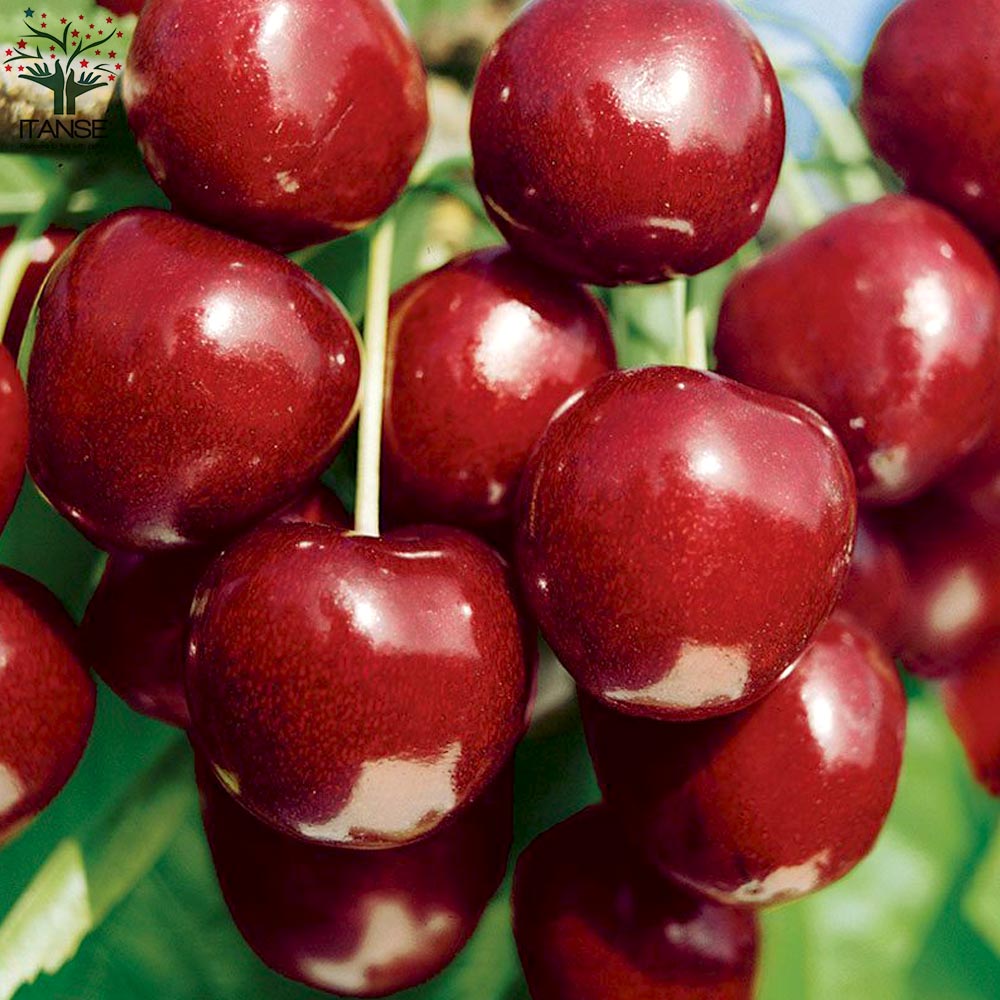 サワーチェリーの苗木 ノーススター【果樹の苗木 4.5号 接木苗／1個