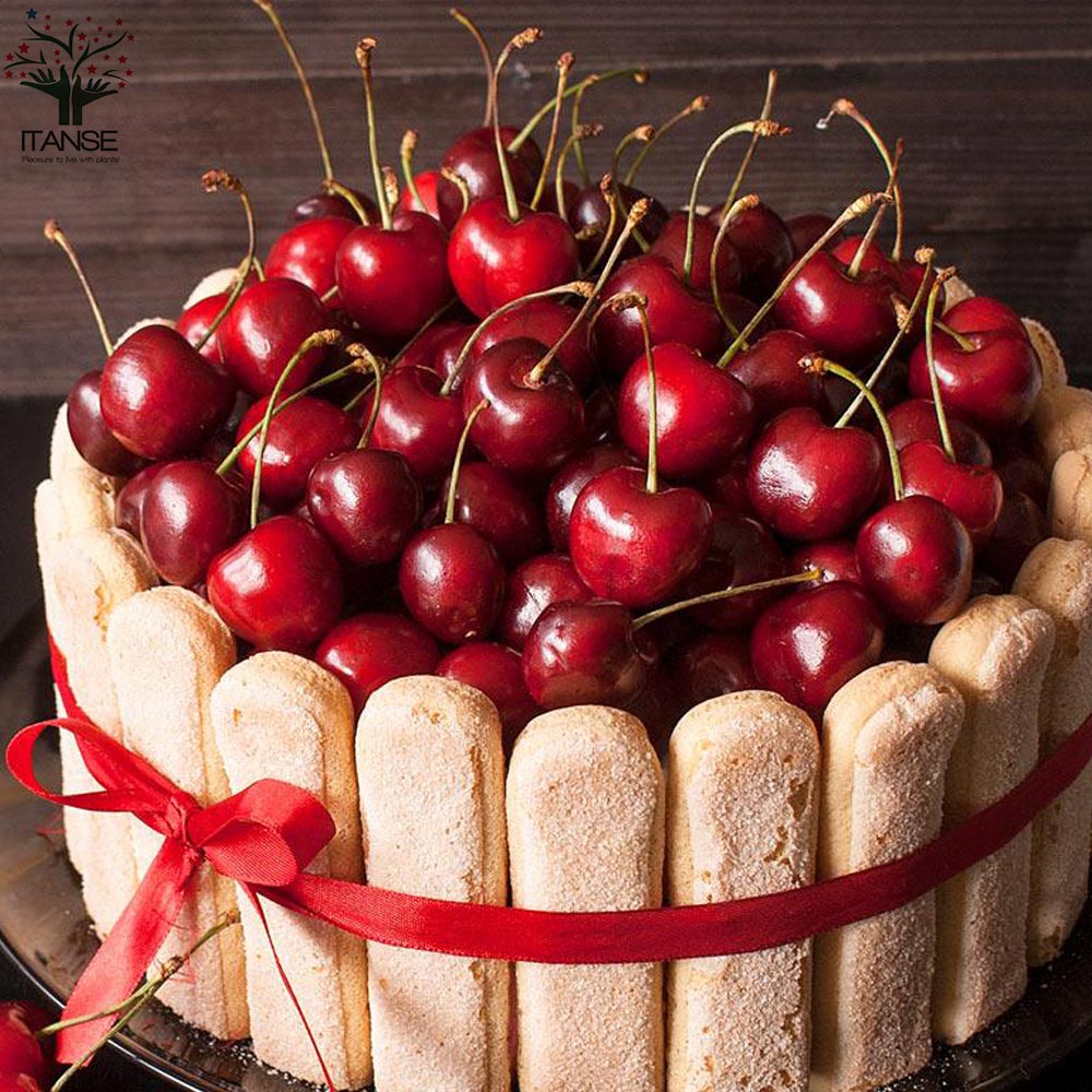 サワーチェリーの苗木 ノーススター【果樹の苗木 4.5号 接木苗／1個