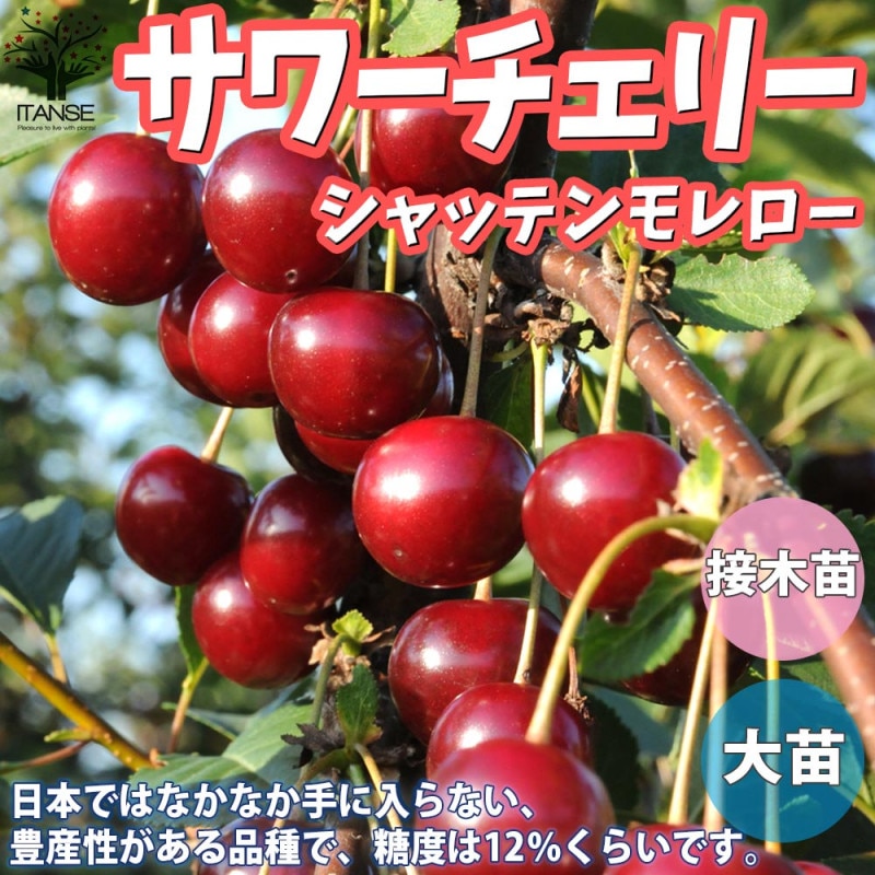 サワーチェリー モンモレンシー 【果樹の苗木 4.5号ポット】｜ 【植物