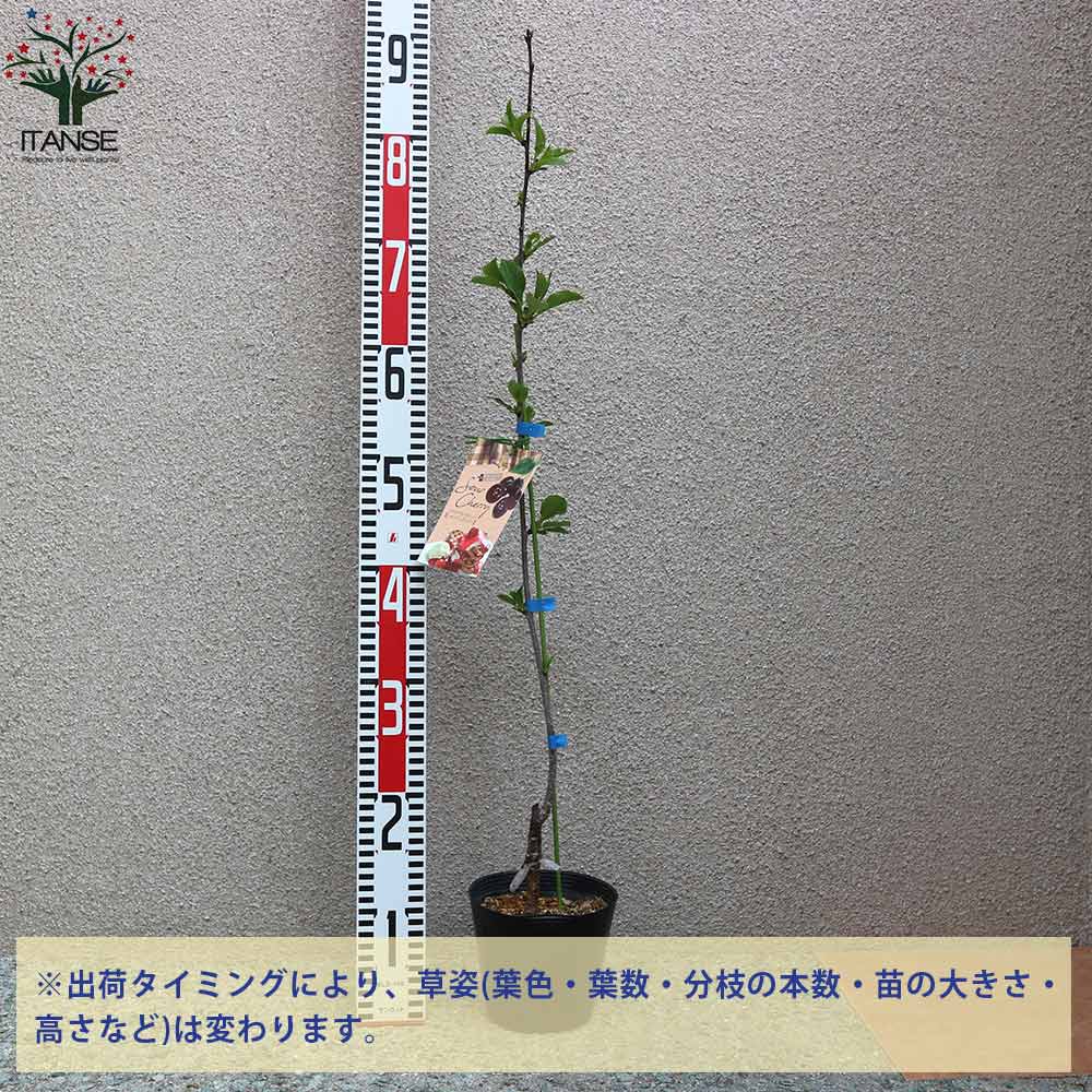 サワーチェリーの苗木 シャッテンモレロー【果樹の苗木 4.5号 接木苗