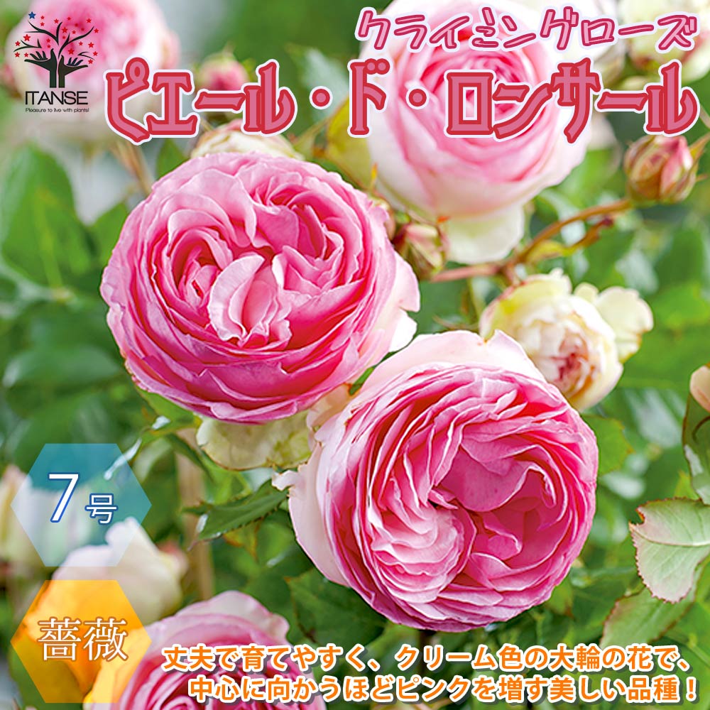 薔薇 つるバラ ”ピエールドゥロンサール”クライミングローズ【花苗 7号