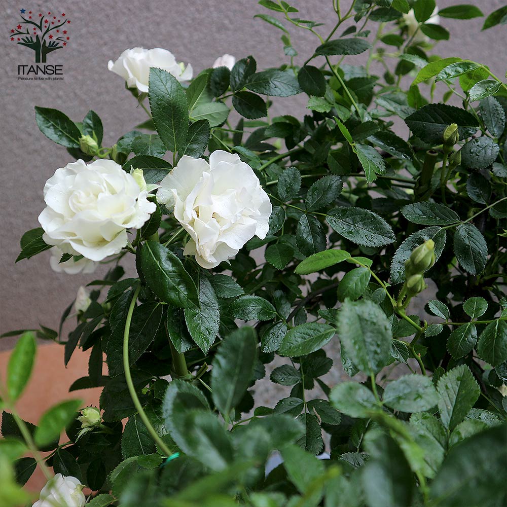 薔薇 つるバラ ”サマースノー”クライミングローズ【花苗 7号大苗／1個