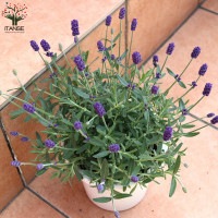 Itanse良品ｾﾚｸﾄ通販